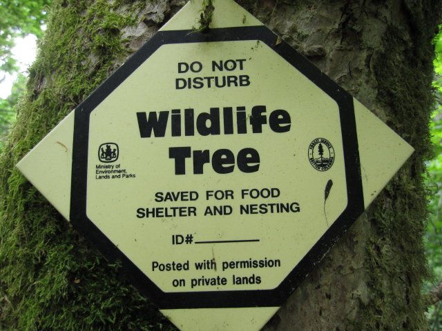 wildlife tree